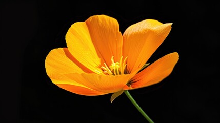 Yellow orange flower of Eschscholzia lemmonii from the Papaveraceae family