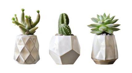 Set of three element different mixed cactus isolated on transparent background.