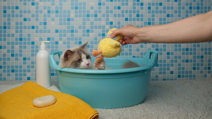 Ragdoll cat take a bath.