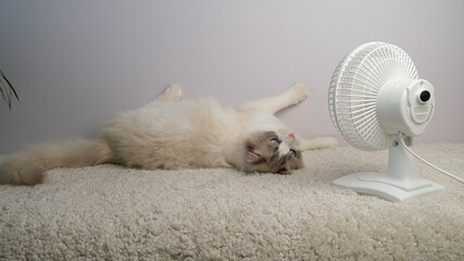 Cat lying on white carpet near electric fan.