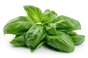 Fototapeta premium Fresh basil with detailed veins isolated on white background