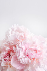 Fototapeta premium Delicate pink peonies on white background with copy space