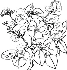 Fototapeta premium cartoon Japonica flower line art 