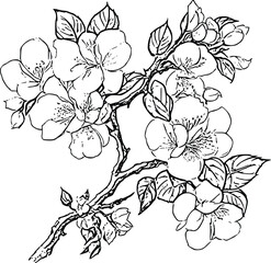 Fototapeta premium cartoon Japonica flower line art 