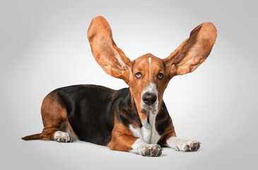 Funny dog facial expression, .