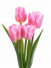 Beautiful pink tulips isolated on white background close up
