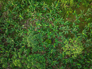 Obraz premium Plantain Plantation