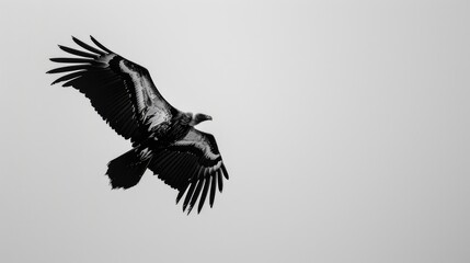 Fototapeta premium Vulture with white back flying away