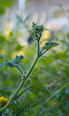 Pumpkin plant buds