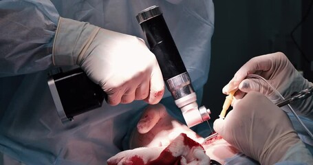 A veterinary surgeon performs surgery to remove a herniated disc in a pet. A surgeon uses a bone saw to remove part of a pet's vertebra in the operating room. Spine surgery concept.