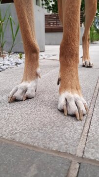 Dog with long legs standing on sidewalk. Front view. Close-up dog paws waiting for owner on street. City dog. Socialization of animal and comfortable life in modern city. Vertical video