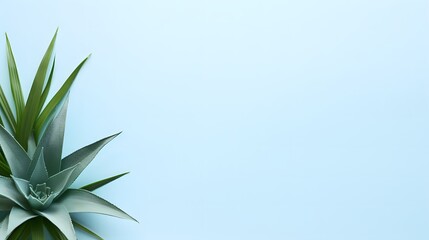 Agave plant on a light blue background. Flat lay composition with copy space. Design for wallpaper, poster, banner
