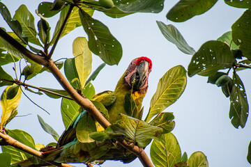 Green macaw sitting in a tree