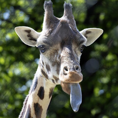 Portrait of a giraffe
