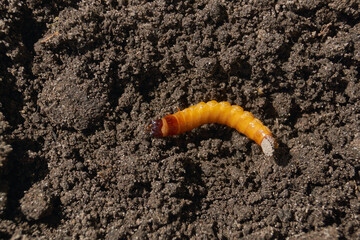 Wireworm on a garden plot. Wireworms are the larvae of all click beetles.