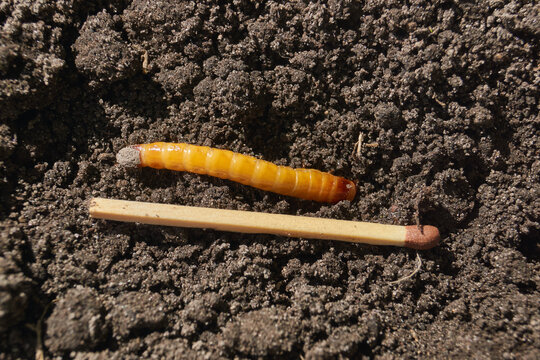 Wireworm on a garden plot. Wireworms are the larvae of all click beetles.