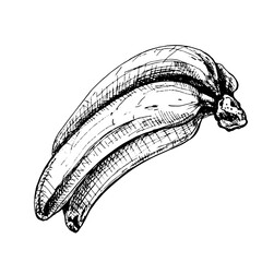 Branch fresh banana fruit. Vintage vector hatching black hand drawn illustration