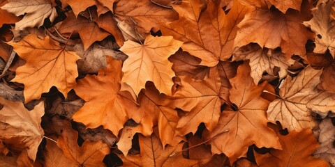 Autumn leaves background.