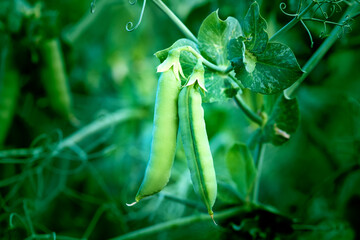 Closeup of fresh green pea pods on the vine, showcasing agricultural cultivation