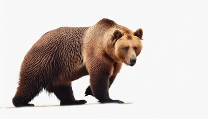 Ilustraci&oacute;n de oso grizzli  2