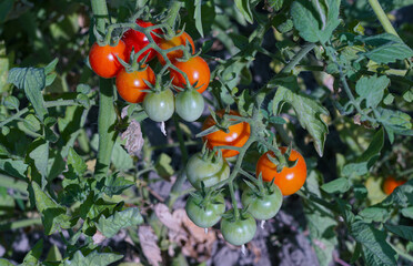 Small tomatoes are ripe