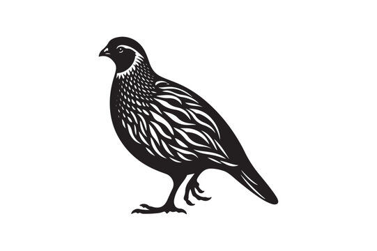 recommend clip art: A quail silhouette in vector style 