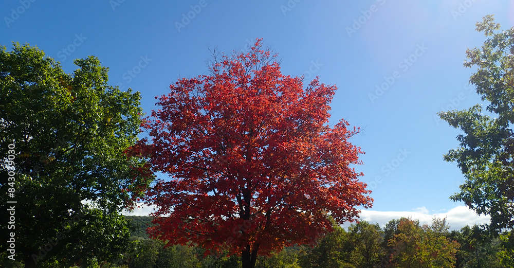 Wall mural Autumn leaves in the mountains