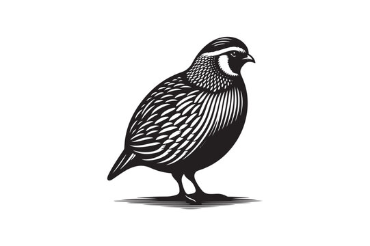 recommend clip art: A quail silhouette in vector style 