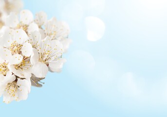 Blooming white cherry blossom flowers