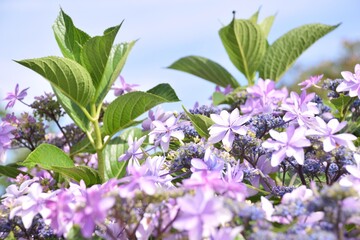 紫陽花