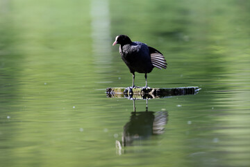  Eurasian coot, fulica atra, clean his feather and stay on a piece of wood on a lake..