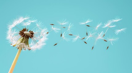  A dandelion drifts in the wind against a blue sky Its colors are brown and white