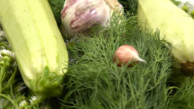 Fresh zucchini, a bunch of dill and a head of young garlic on a background of white flowers