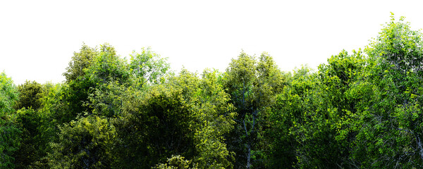 Thick forest with tall green trees