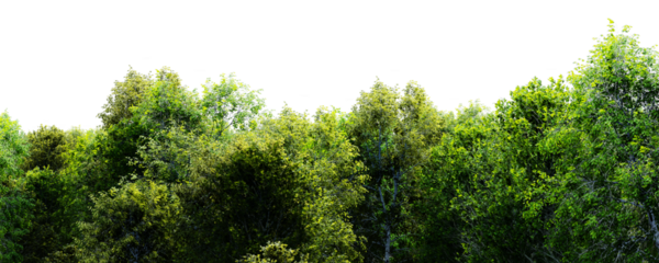Thick forest with tall green trees