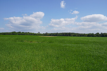 Lush green farmland during summer. crop field in rural English countryside. 