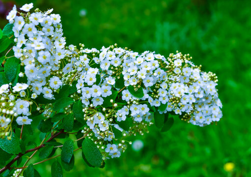 絵画 Reeves spirea Reeves Spirea