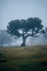 Tree in Fanal Forest