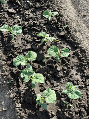 cucumber sprouts growing in a vegetable garden