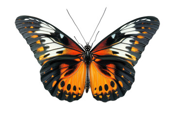 Fototapeta premium Beautiful Wing Optics Butterfly Isolated on Transparent Background