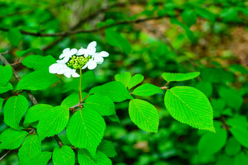 Viburnum plicatum - blooming white flowers of an ornamental shrub in the garden