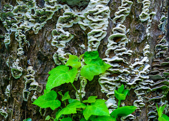 Oxyporus populinus - tree mushroom on a tree trunk near an ivy twig