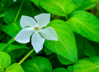 Vinca minor - A groundcover plant with white asymmetric petals in a flower
