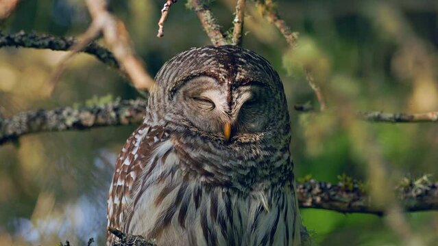 Close up of a Barred owl (Strix Varia) dozing in a tree in the Pacific Northwest Rainforest with golden hour light on its face.	