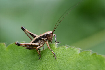 Closeup on a nymph of the European dark bush-cricket, Pholidoptera griseoaptera sitting on a green leaf in the garden
