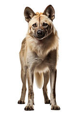 A Striking Pose: A Spotted African Wild Dog Stands Tall Against a White Background