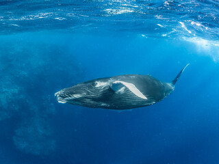Fototapeta premium Humpback Whale