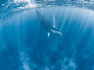 Naklejka premium Humpback Whale