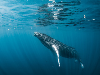 Humpback Whale
