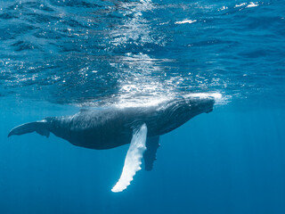 Humpback Whale